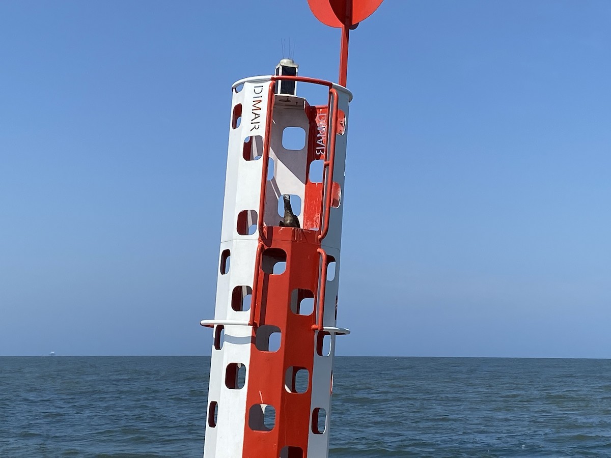 Brown Booby - ML535812801