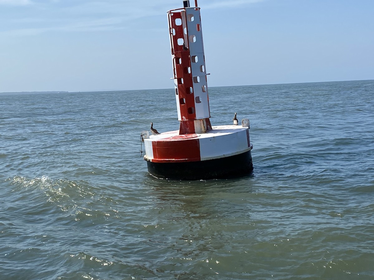 Brown Booby - ML535812811