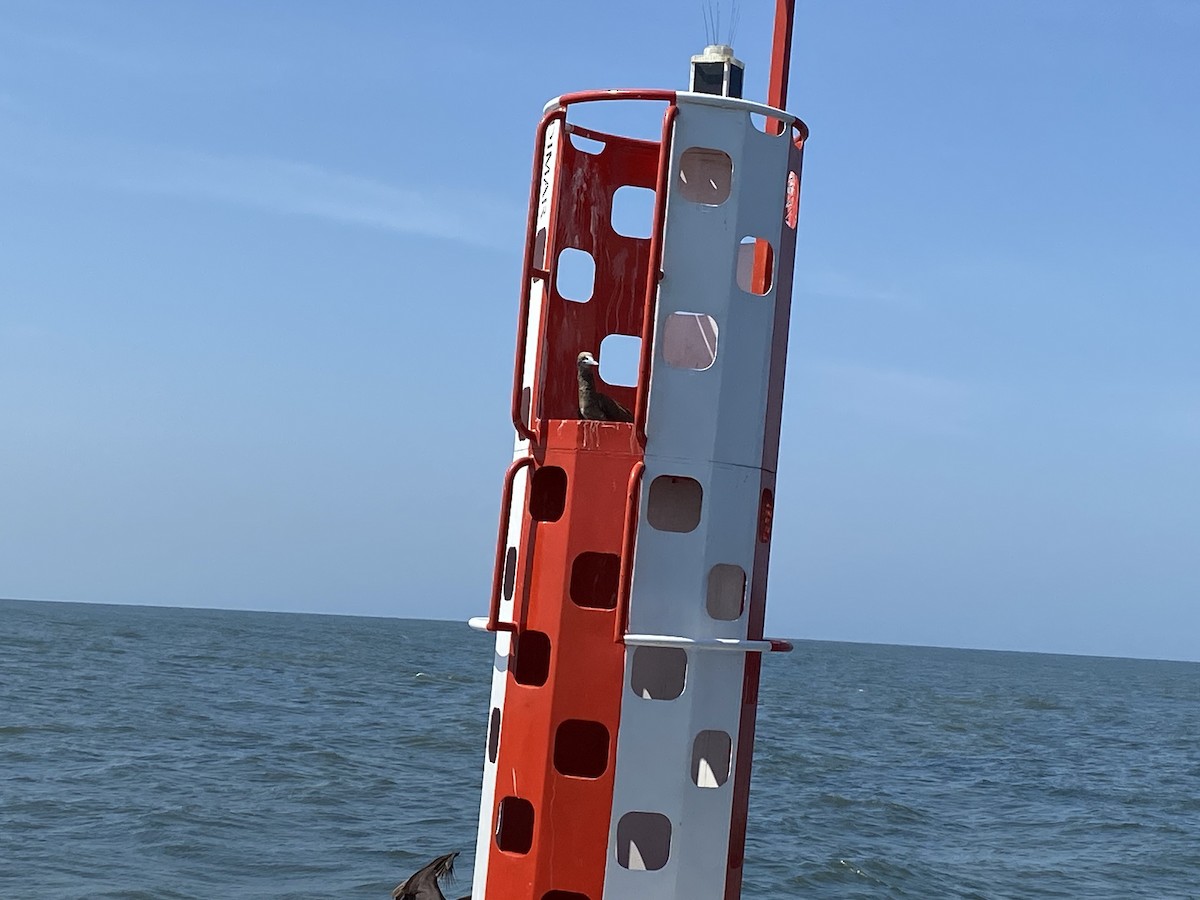 Brown Booby - ML535812821