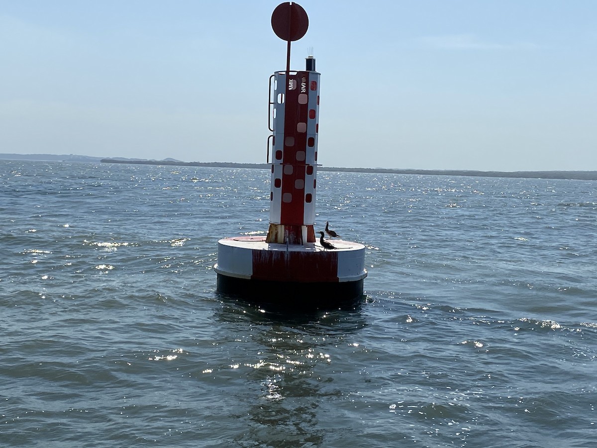 Brown Booby - ML535812831