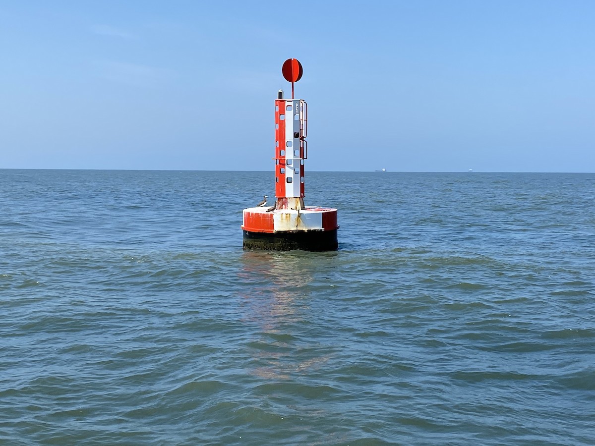 Brown Booby - ML535812861