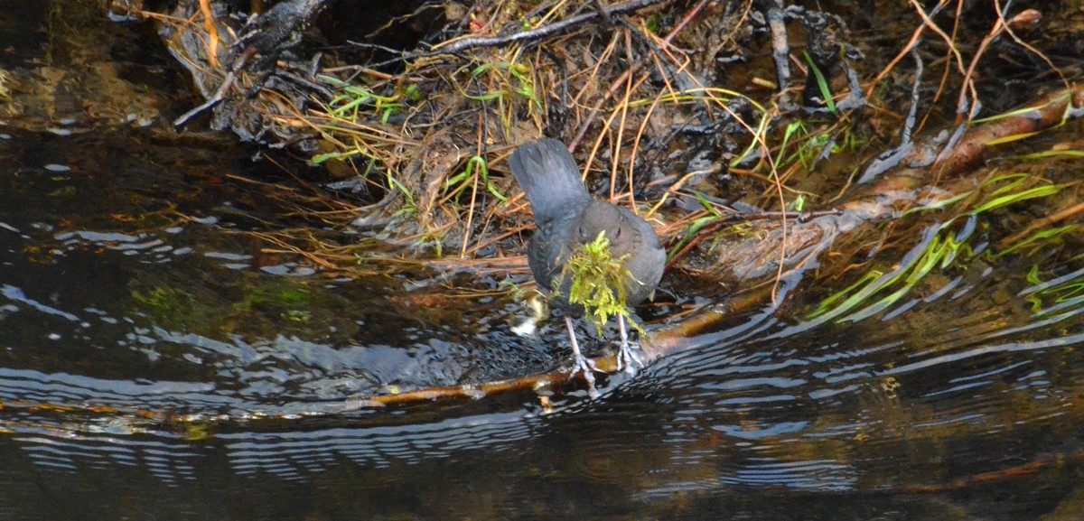 American Dipper - ML53581351