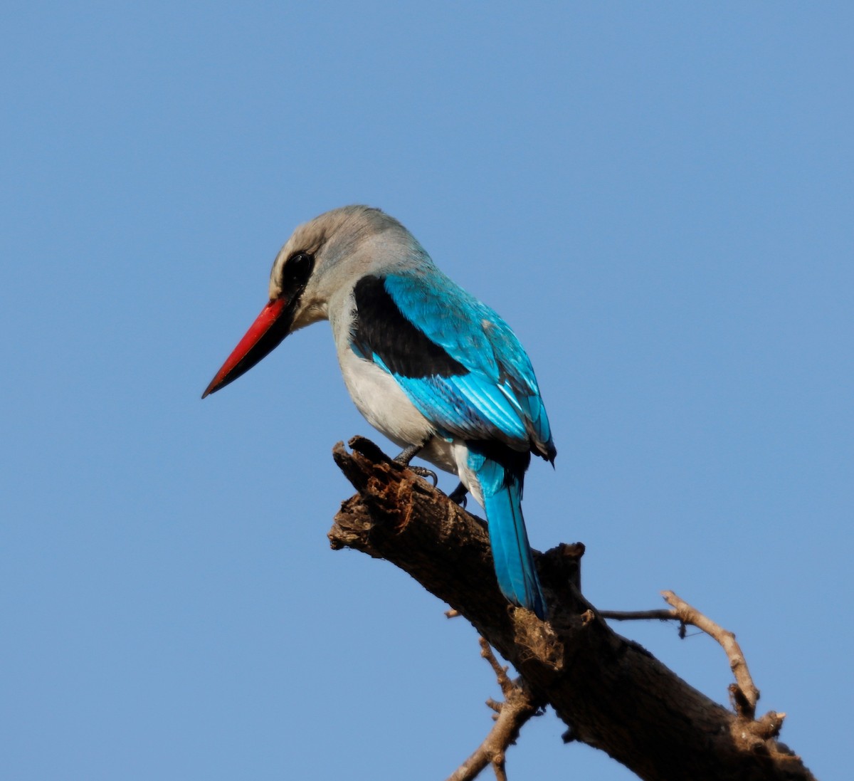 Woodland Kingfisher - ML535813571