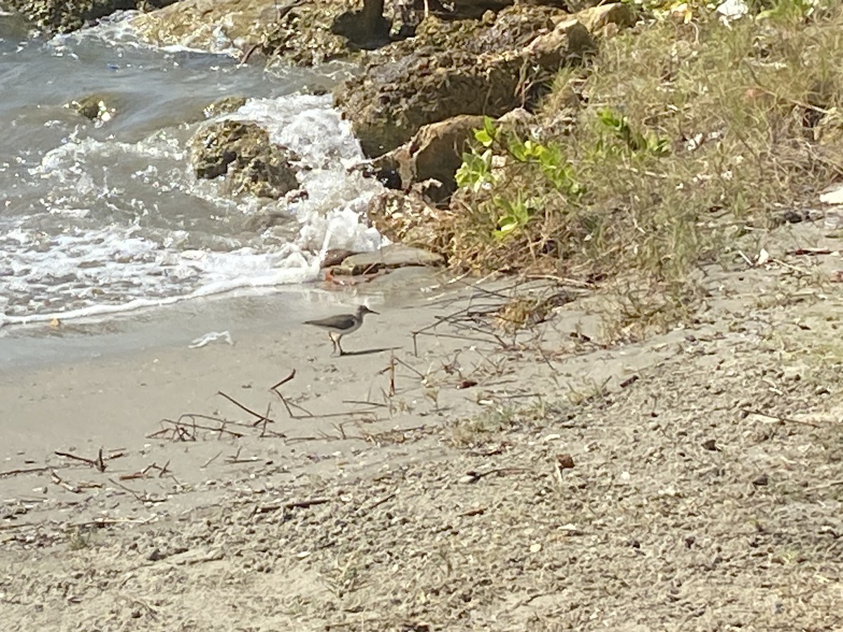 Solitary Sandpiper - ML535814131