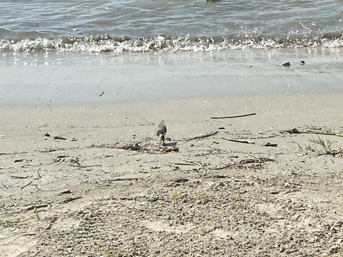 Solitary Sandpiper - ML535814141