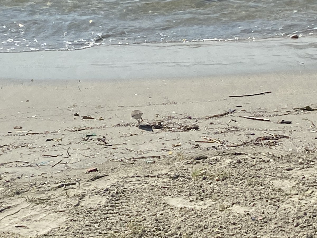 Solitary Sandpiper - ML535814151