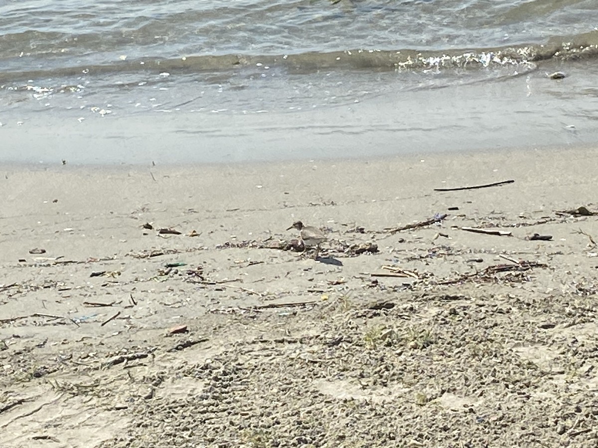 Solitary Sandpiper - ML535814161