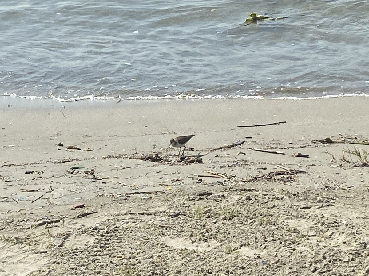 Solitary Sandpiper - ML535814171