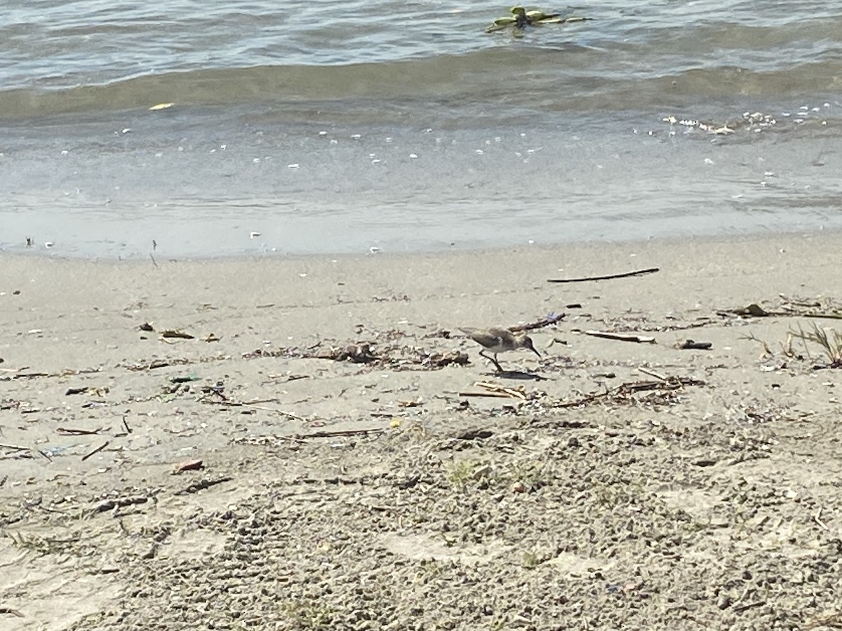Solitary Sandpiper - ML535814181