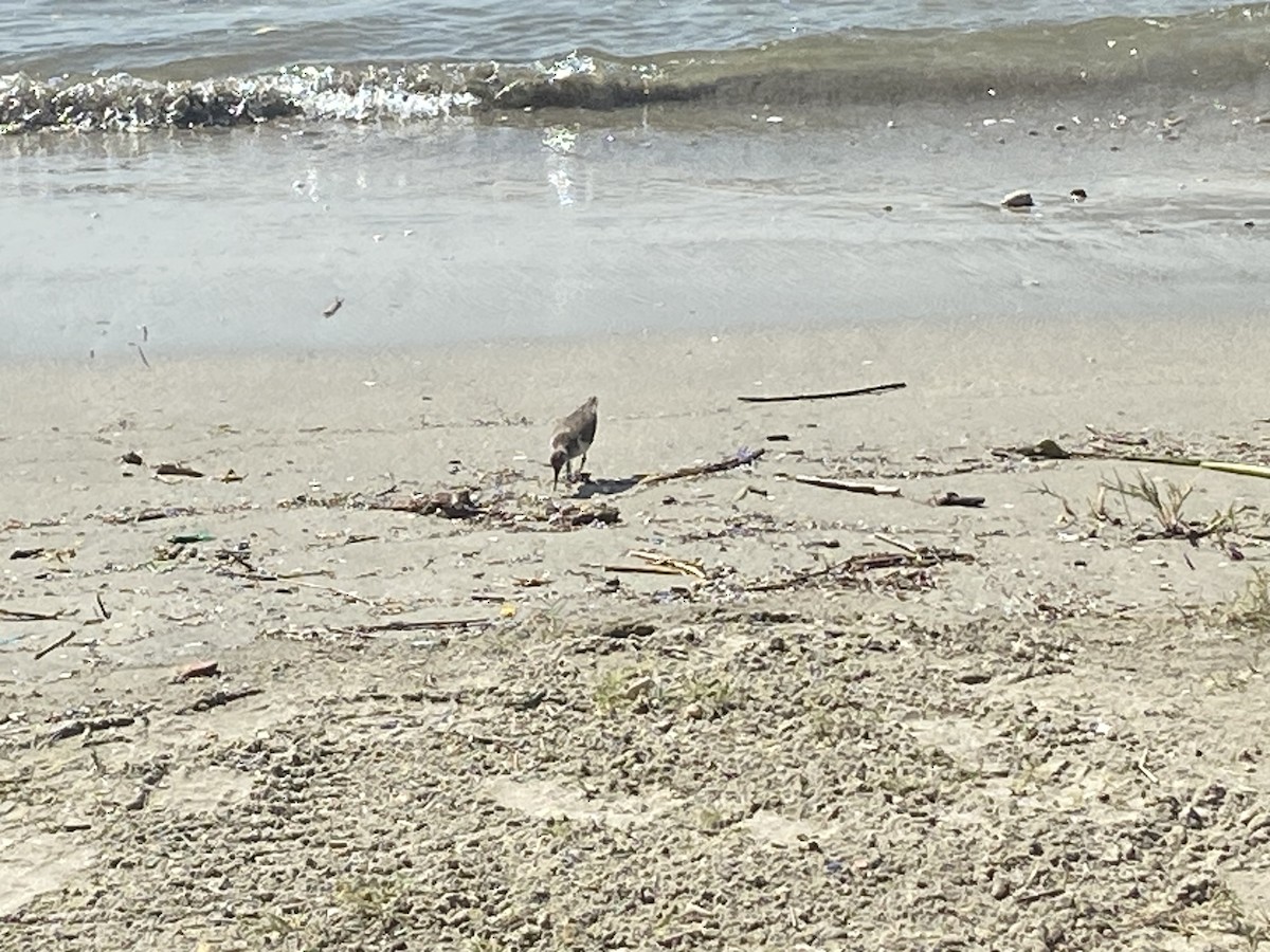 Solitary Sandpiper - ML535814191