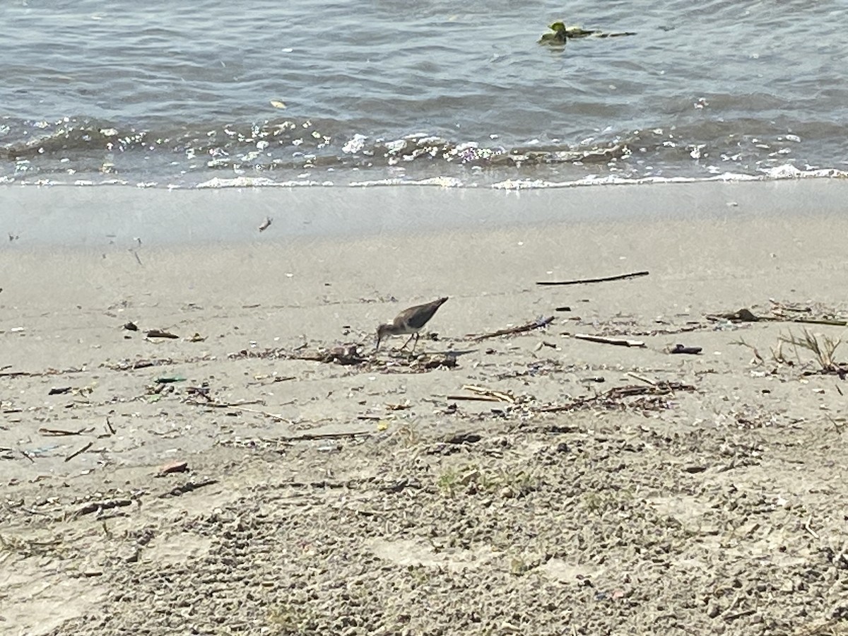 Solitary Sandpiper - ML535814201