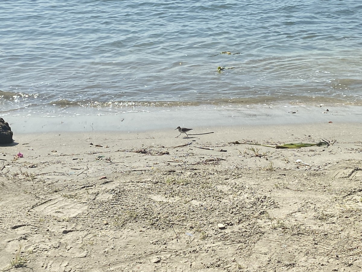 Solitary Sandpiper - ML535814211