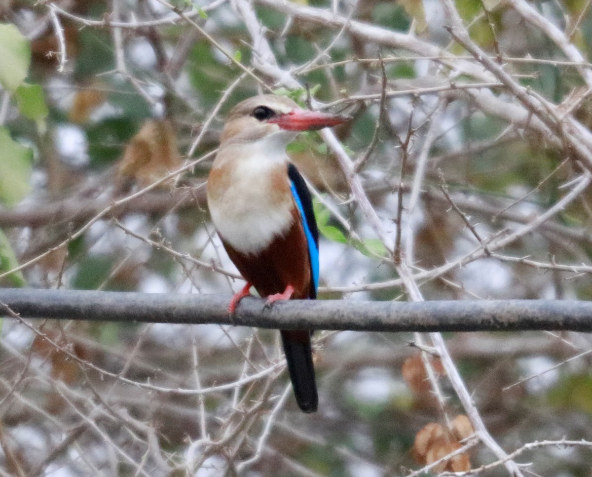 Gray-headed Kingfisher - ML535814231