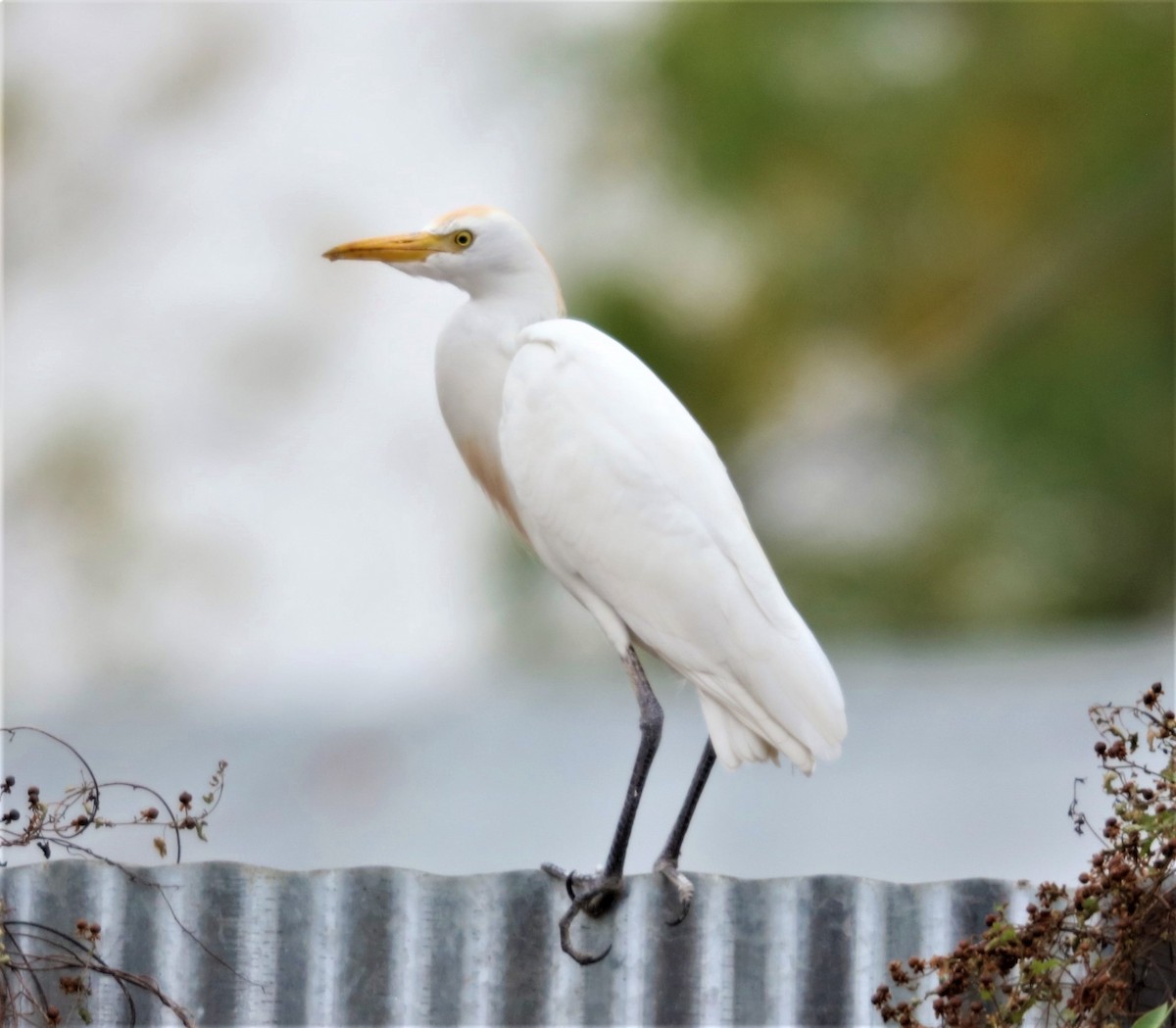 Western Cattle Egret - ML535814401