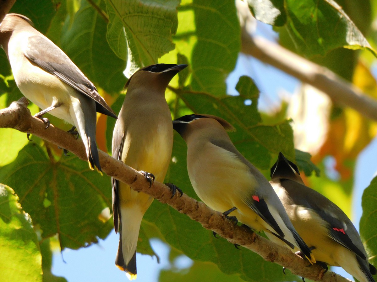 Cedar Waxwing - ML535815021