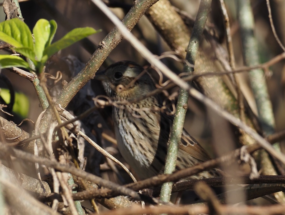 Lincoln's Sparrow - ML535815051