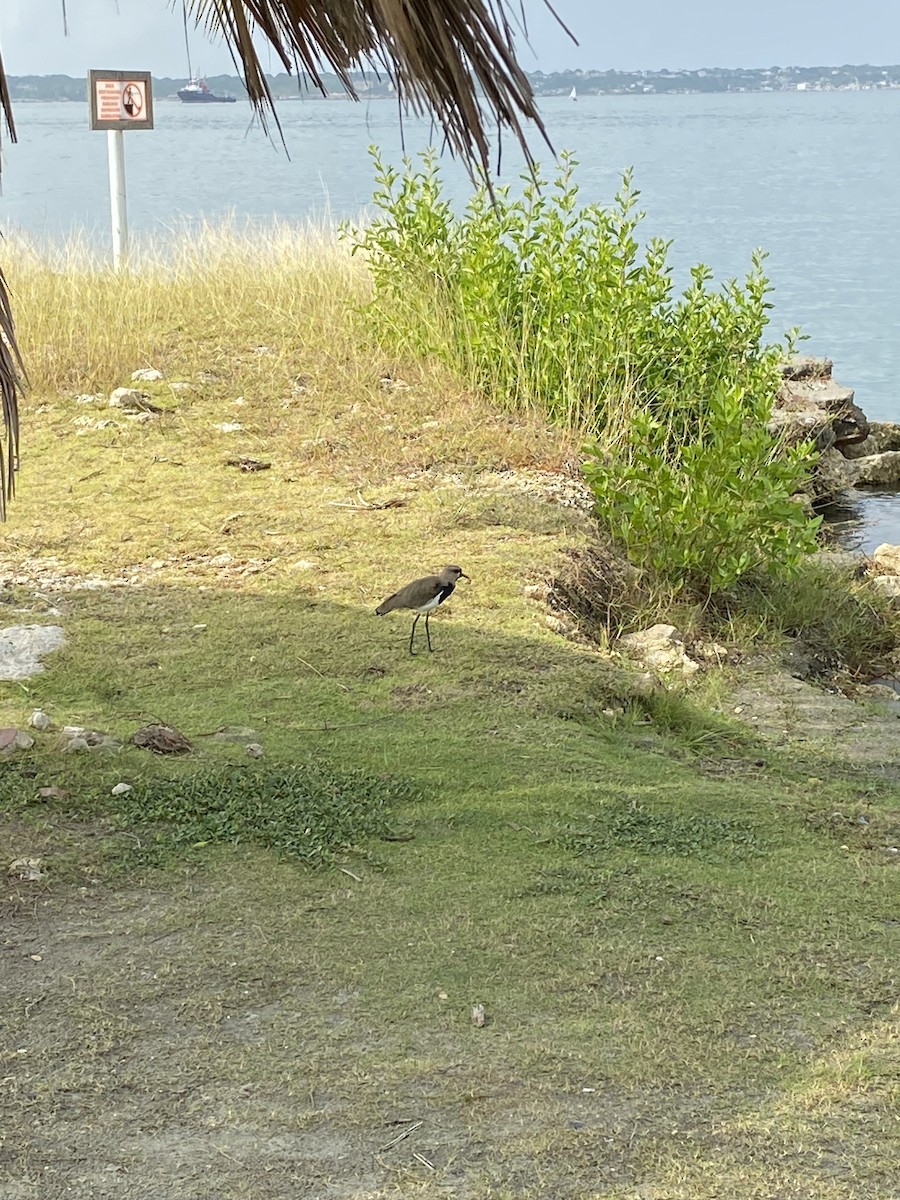 Southern Lapwing - ML535815061