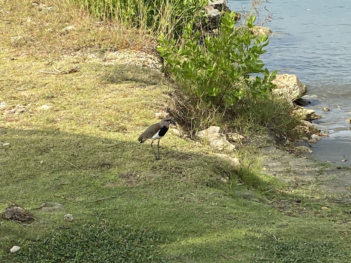 Southern Lapwing - ML535815081