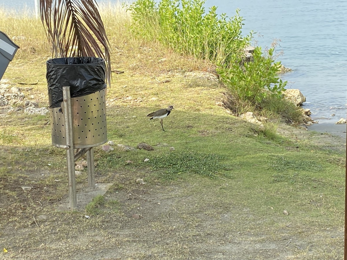 Southern Lapwing - ML535815091