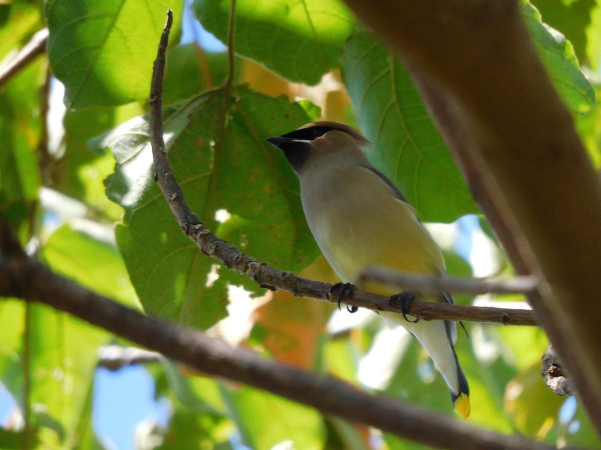 brkoslav americký - ML535815171