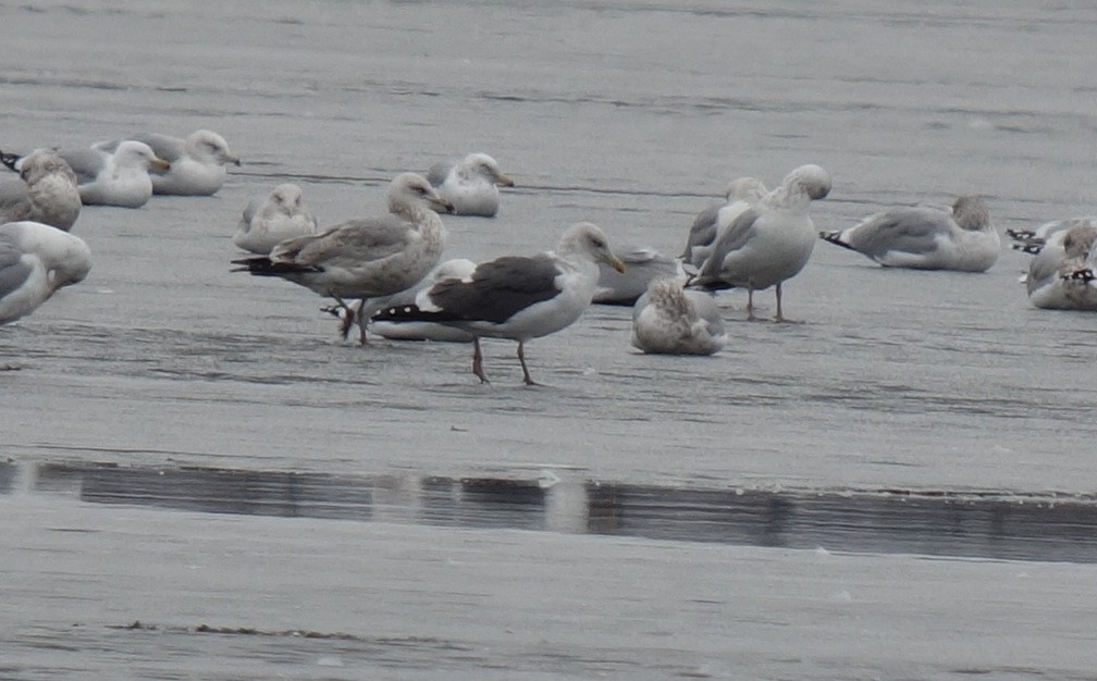 Lesser Black-backed Gull - ML535815471