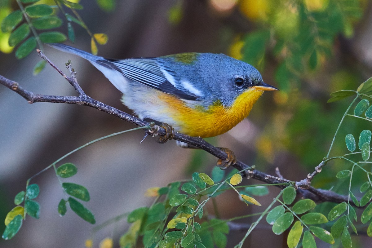 Tropikal Parula (insularis) - ML535815871