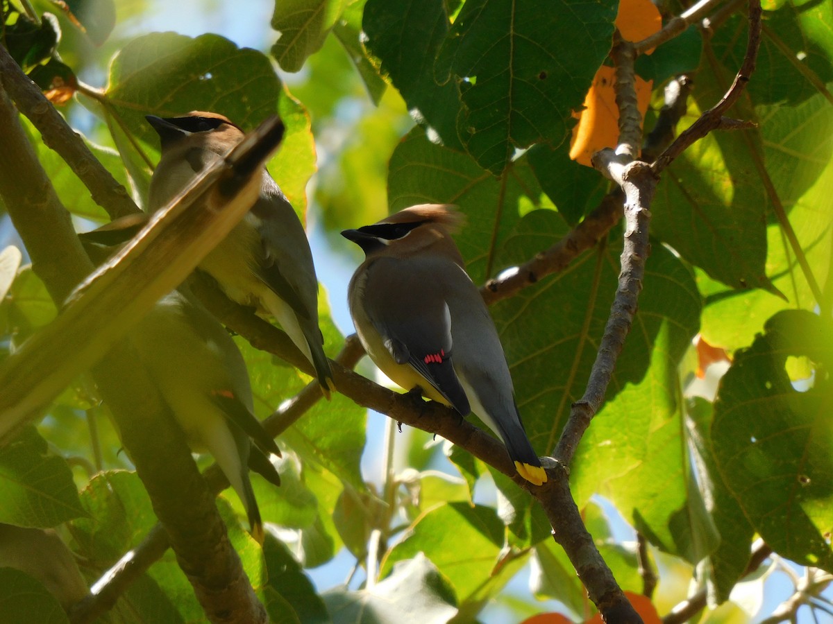 brkoslav americký - ML535816851