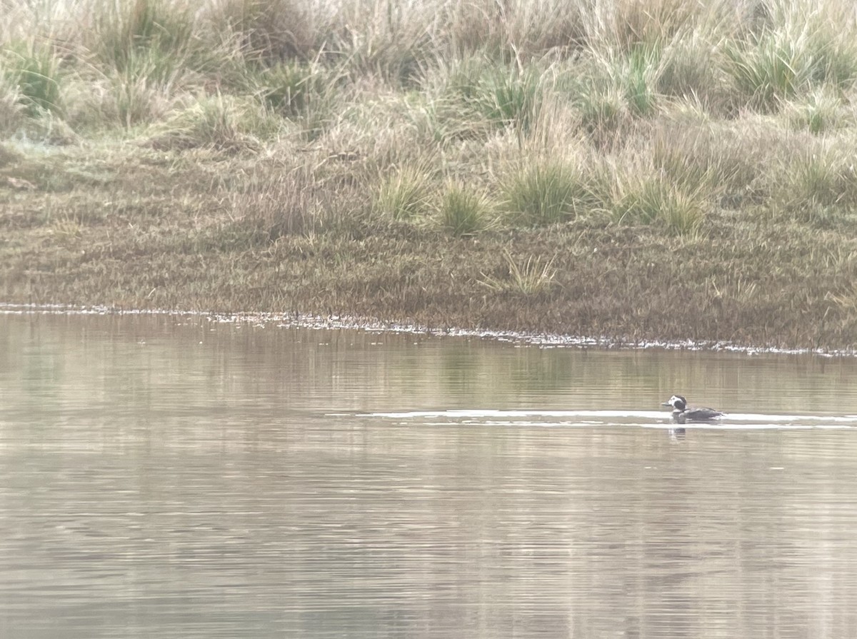 Long-tailed Duck - ML535816911