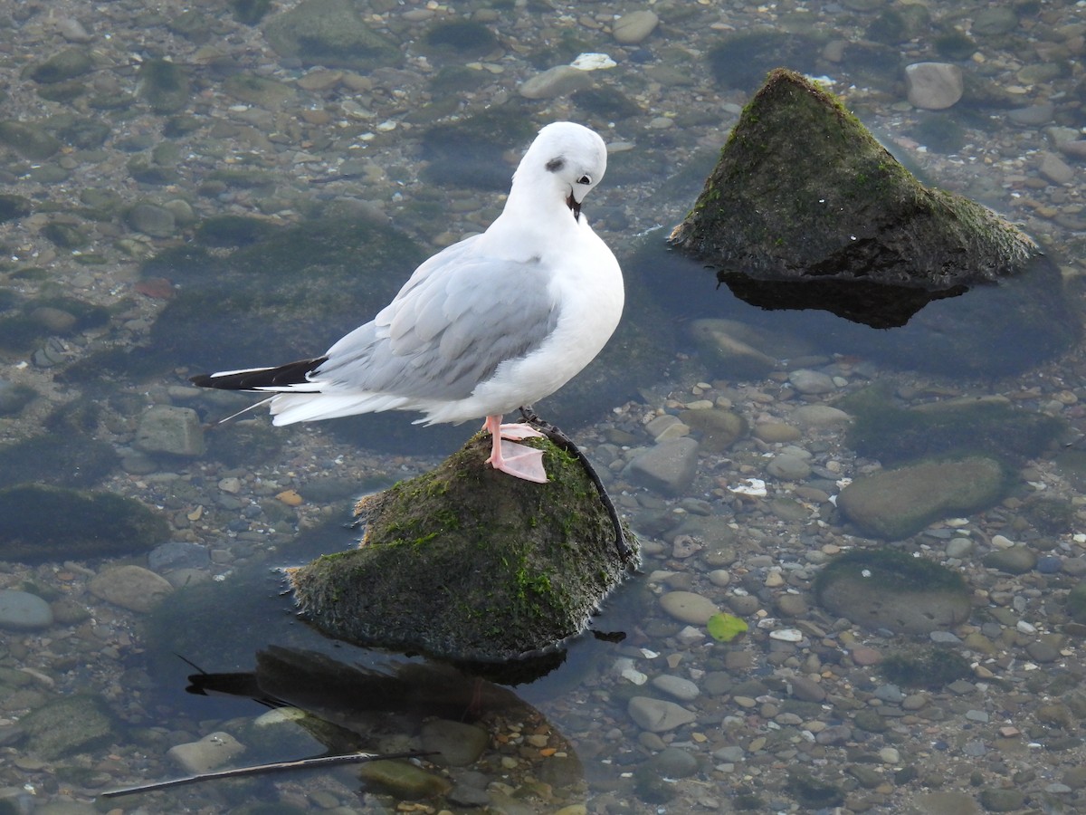 Bonaparte's Gull - Nekane Garcia