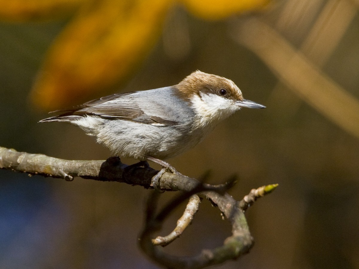 Brown-headed Nuthatch - Geoff Hill