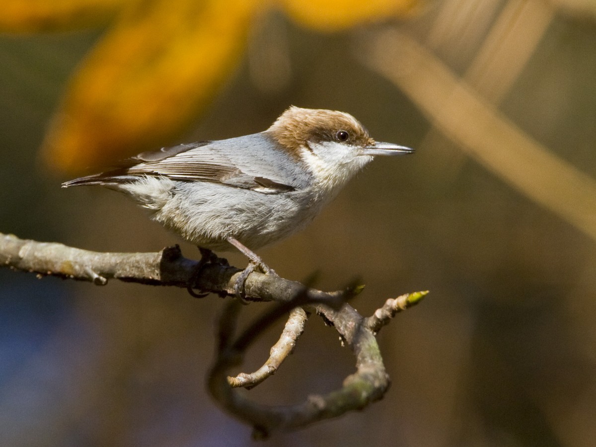 Brown-headed Nuthatch - ML535818061