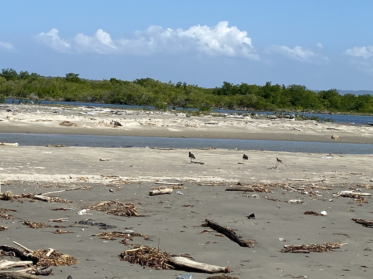 American Oystercatcher - ML535818741