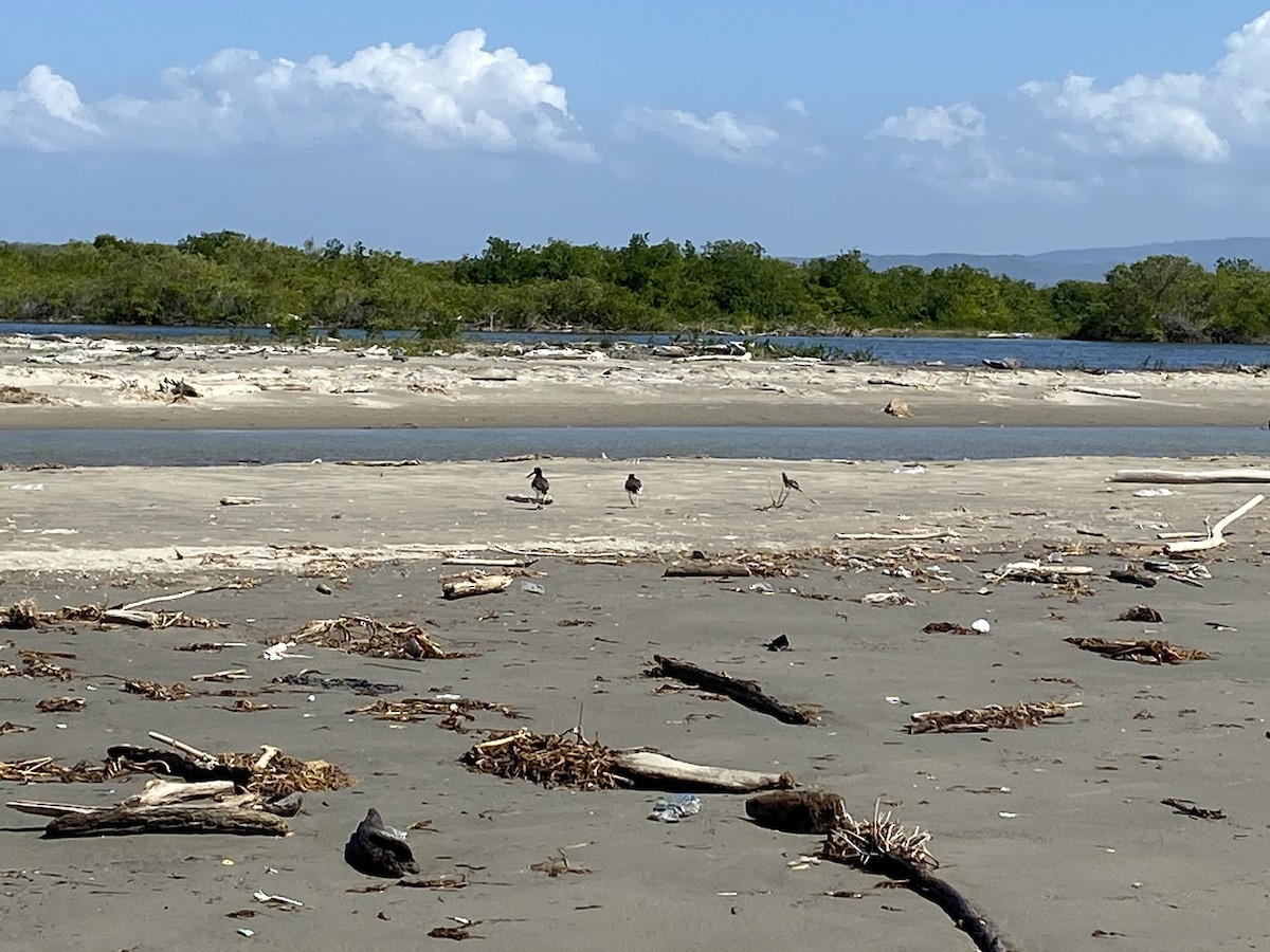 American Oystercatcher - ML535818751