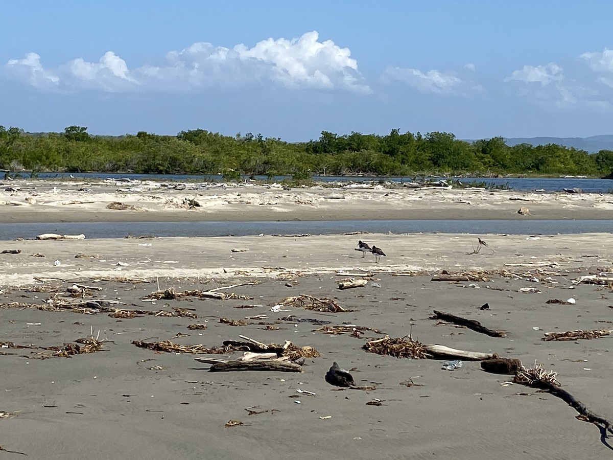 American Oystercatcher - ML535818761