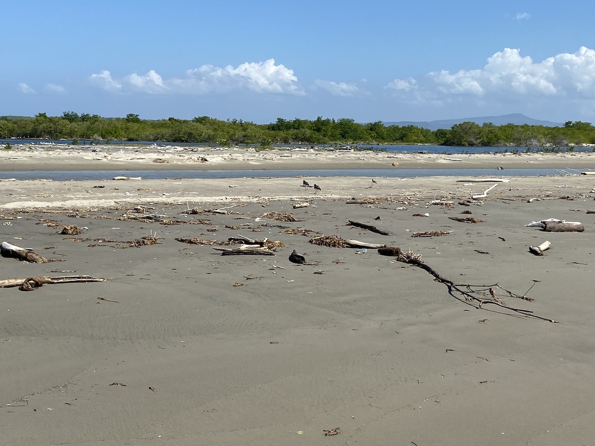 American Oystercatcher - ML535818771