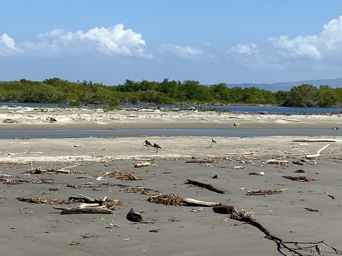 American Oystercatcher - ML535818781