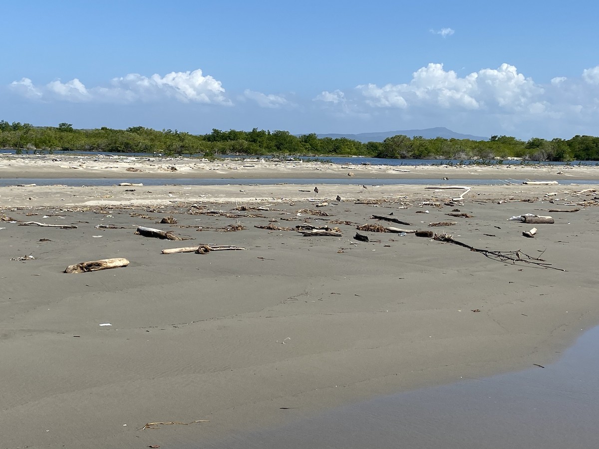 American Oystercatcher - ML535818791
