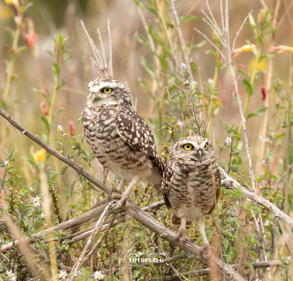 Burrowing Owl - ML535819141