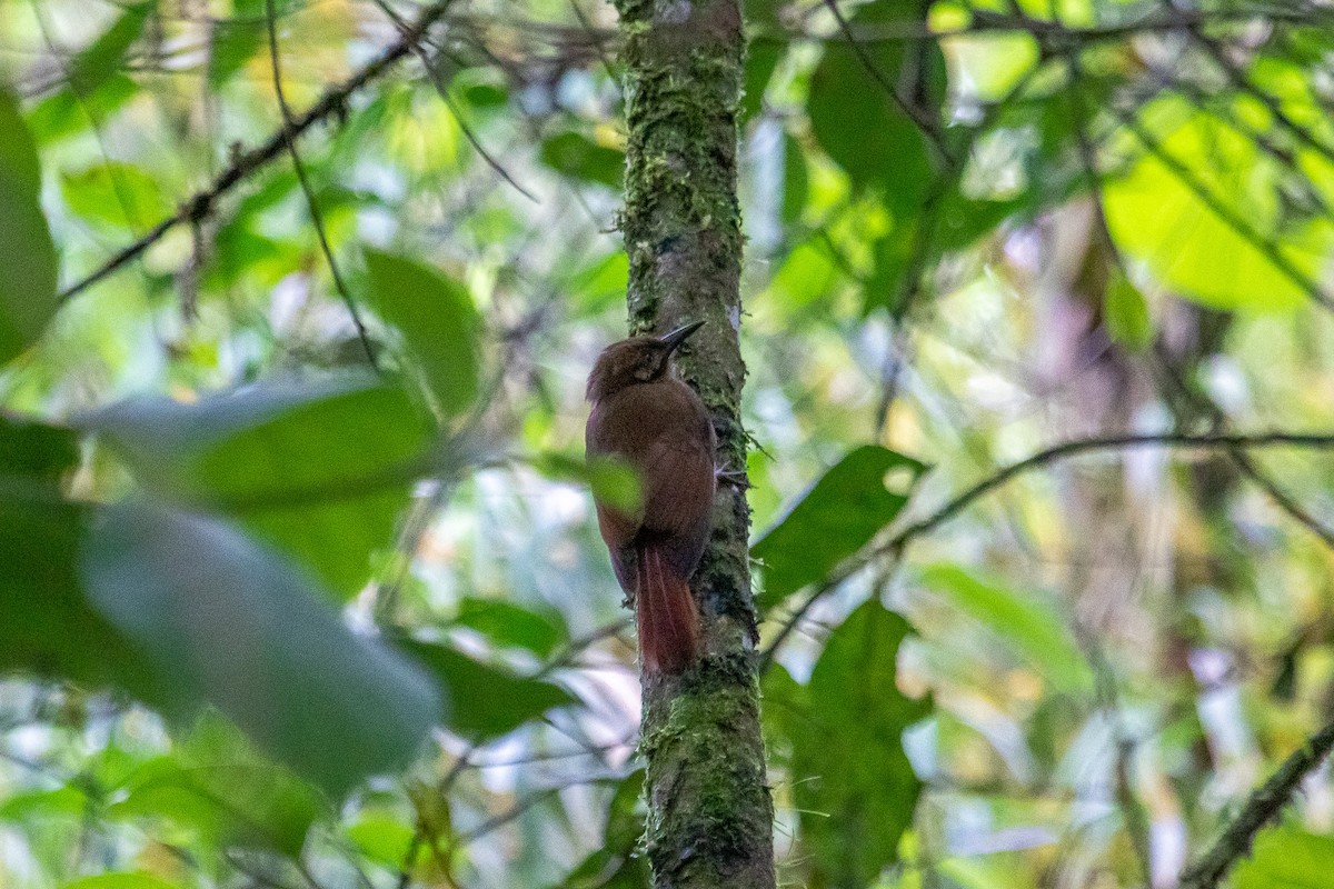 Plain-brown Woodcreeper (Plain-brown) - ML535820981