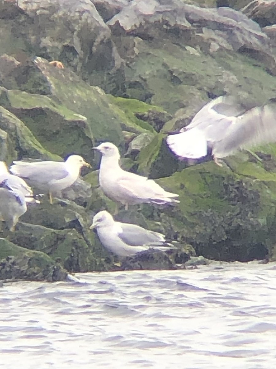 Iceland Gull (kumlieni/glaucoides) - ML535821021