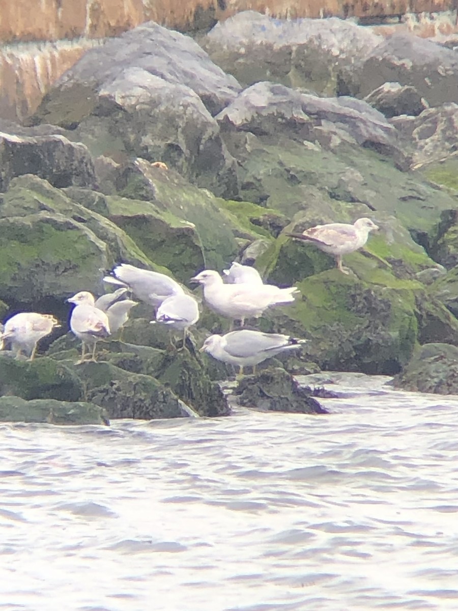 Iceland Gull (kumlieni/glaucoides) - ML535821031