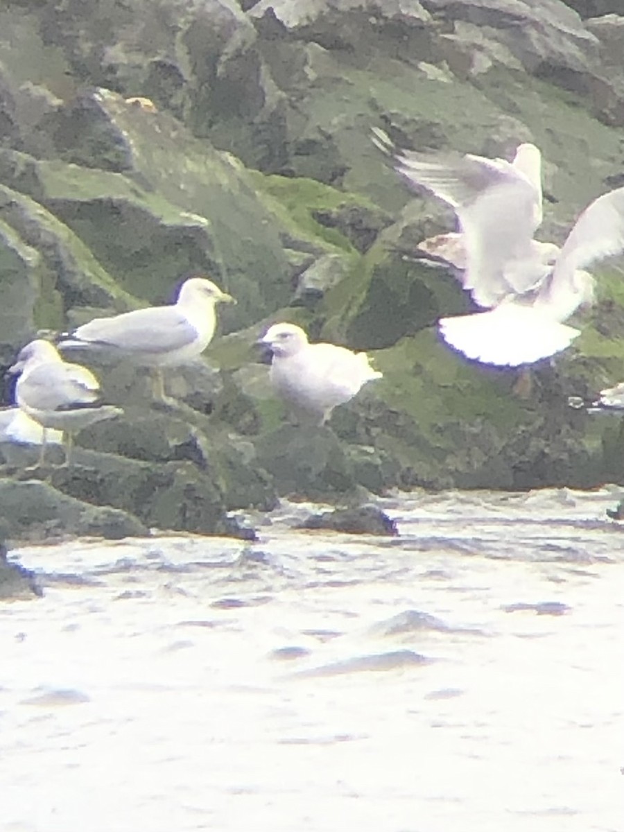 Iceland Gull (kumlieni/glaucoides) - ML535821041