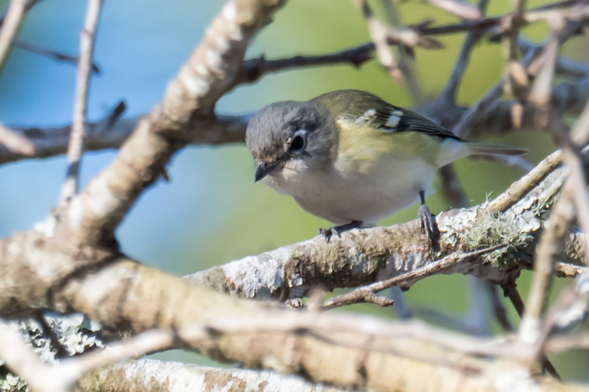 Mavi Başlı Vireo - ML535821781