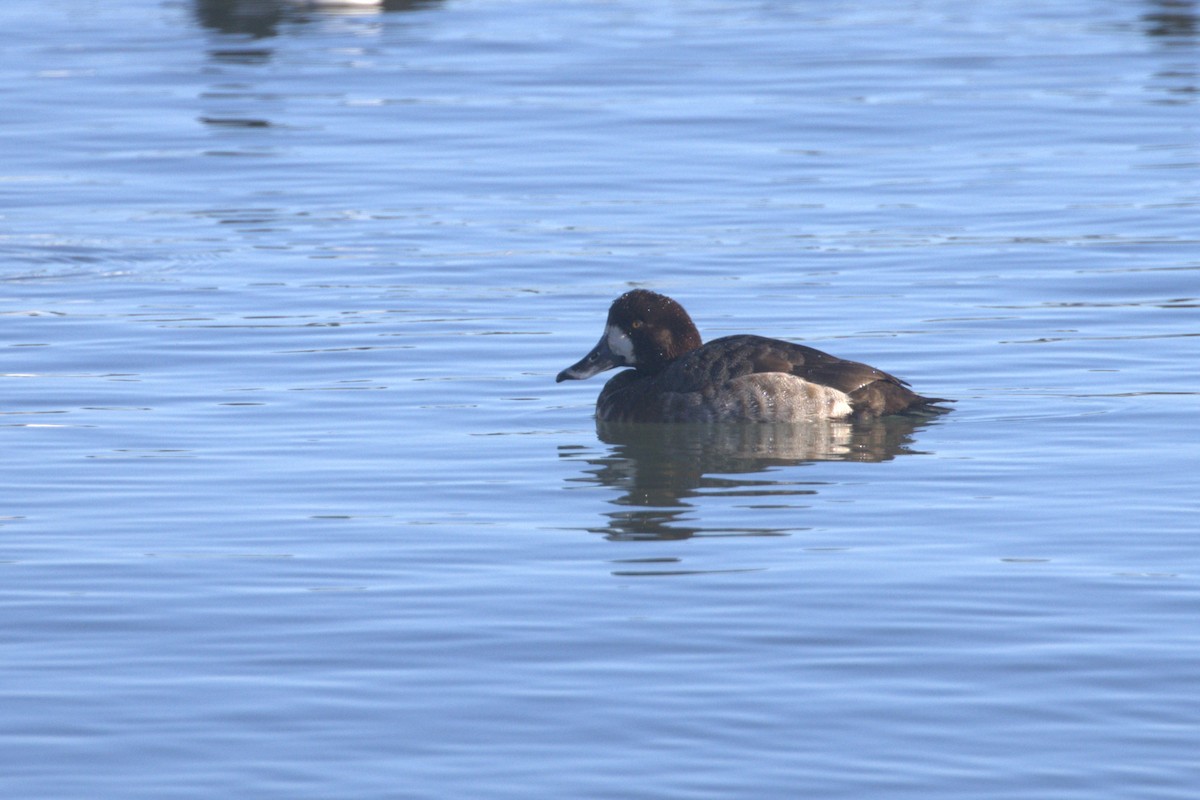 Greater Scaup - Charley Hesse TROPICAL BIRDING