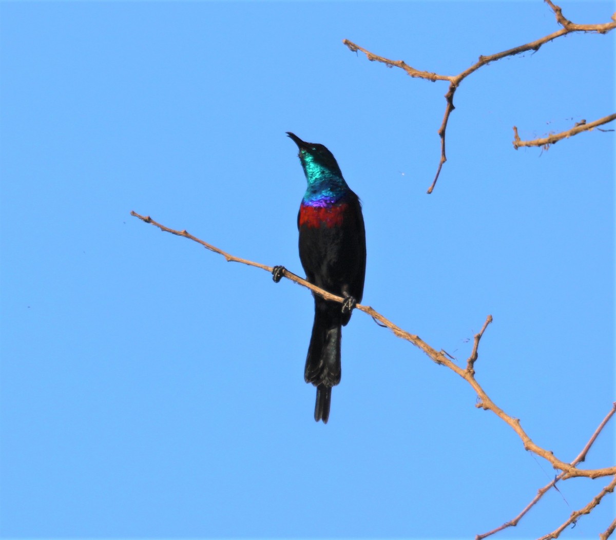 Red-chested Sunbird - ML535822681
