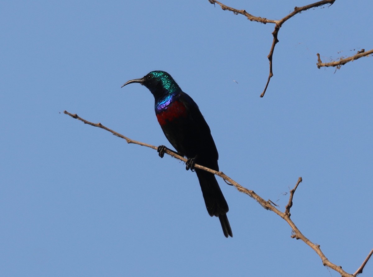 Red-chested Sunbird - ML535823031