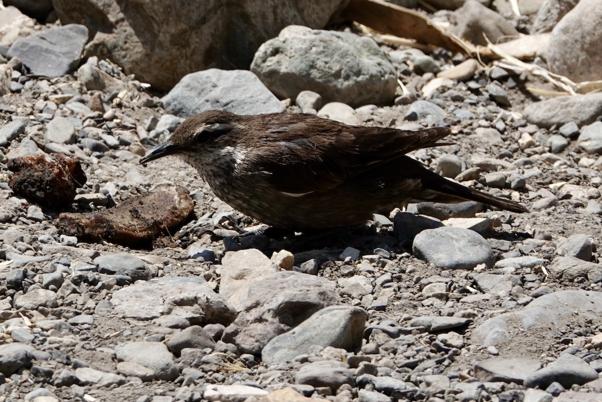 Dark-bellied Cinclodes - ML535823291