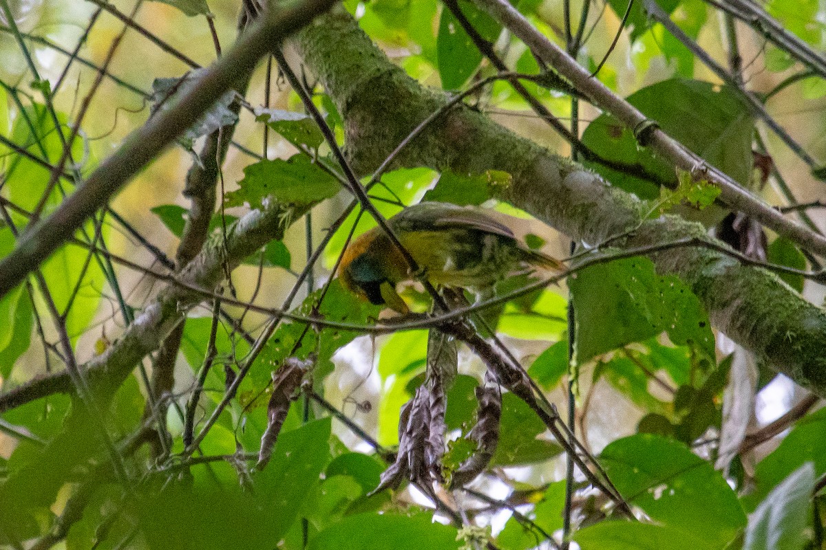 Red-headed Barbet - ML535823431