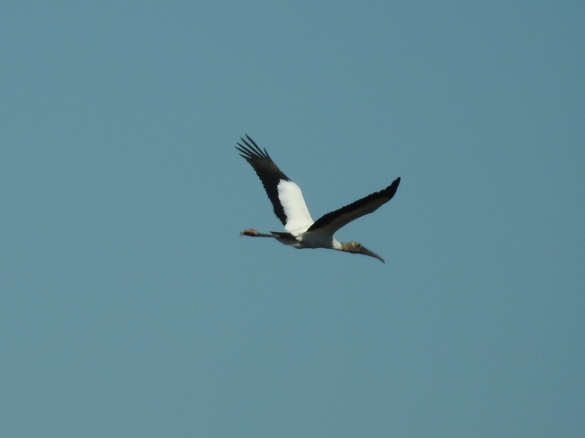 Wood Stork - ML535824261