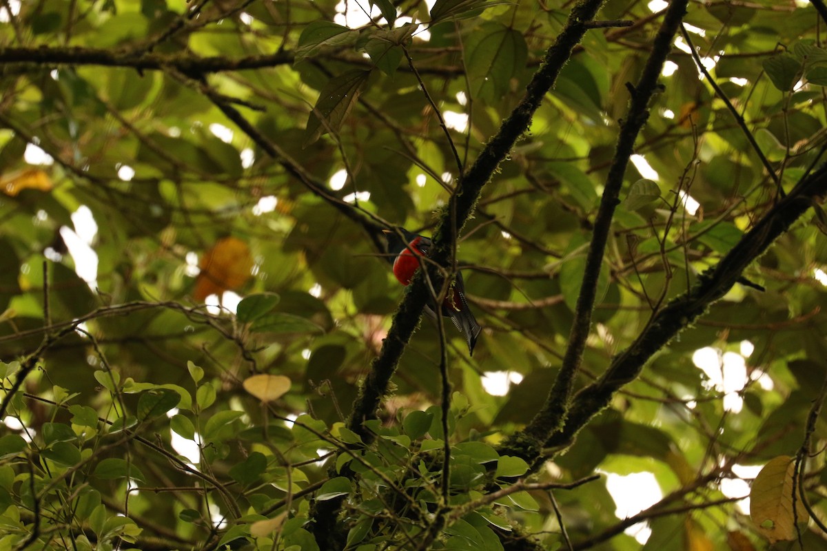 trogon límcový - ML535824501